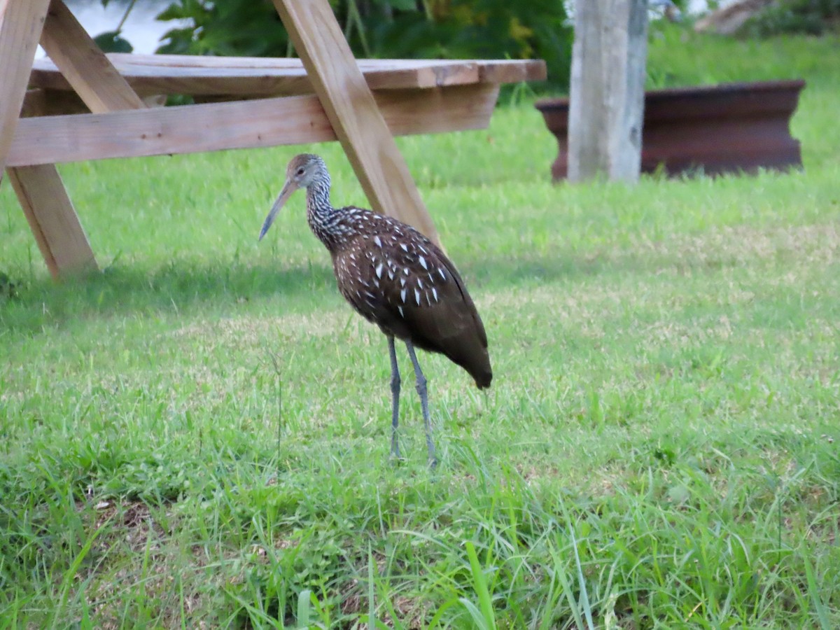 Limpkin - ML621885743