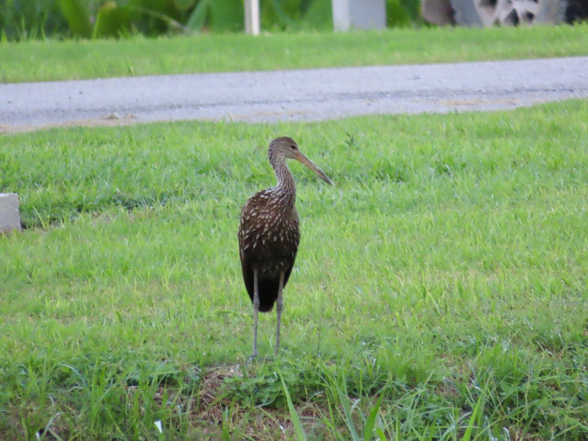 Limpkin - ML621885744