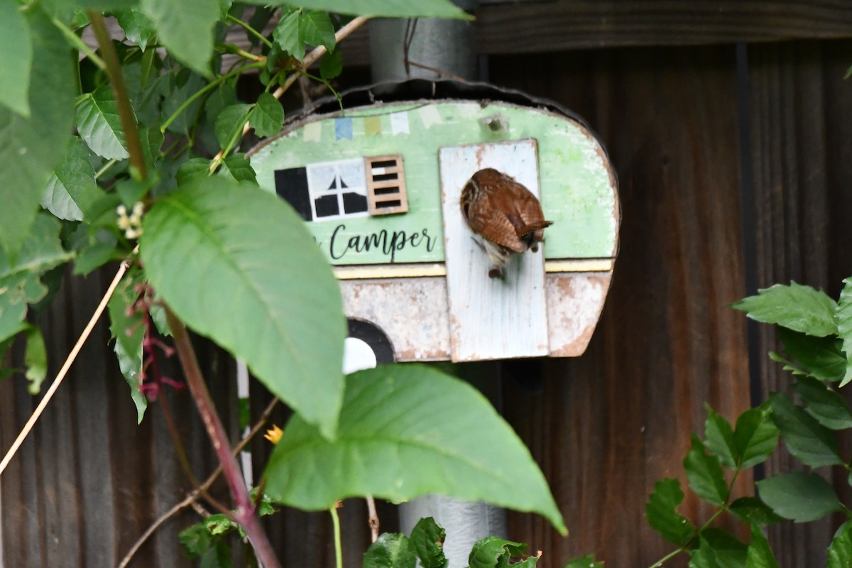 Carolina Wren - ML621885745