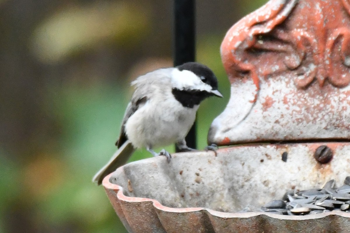 Carolina Chickadee - ML621885752