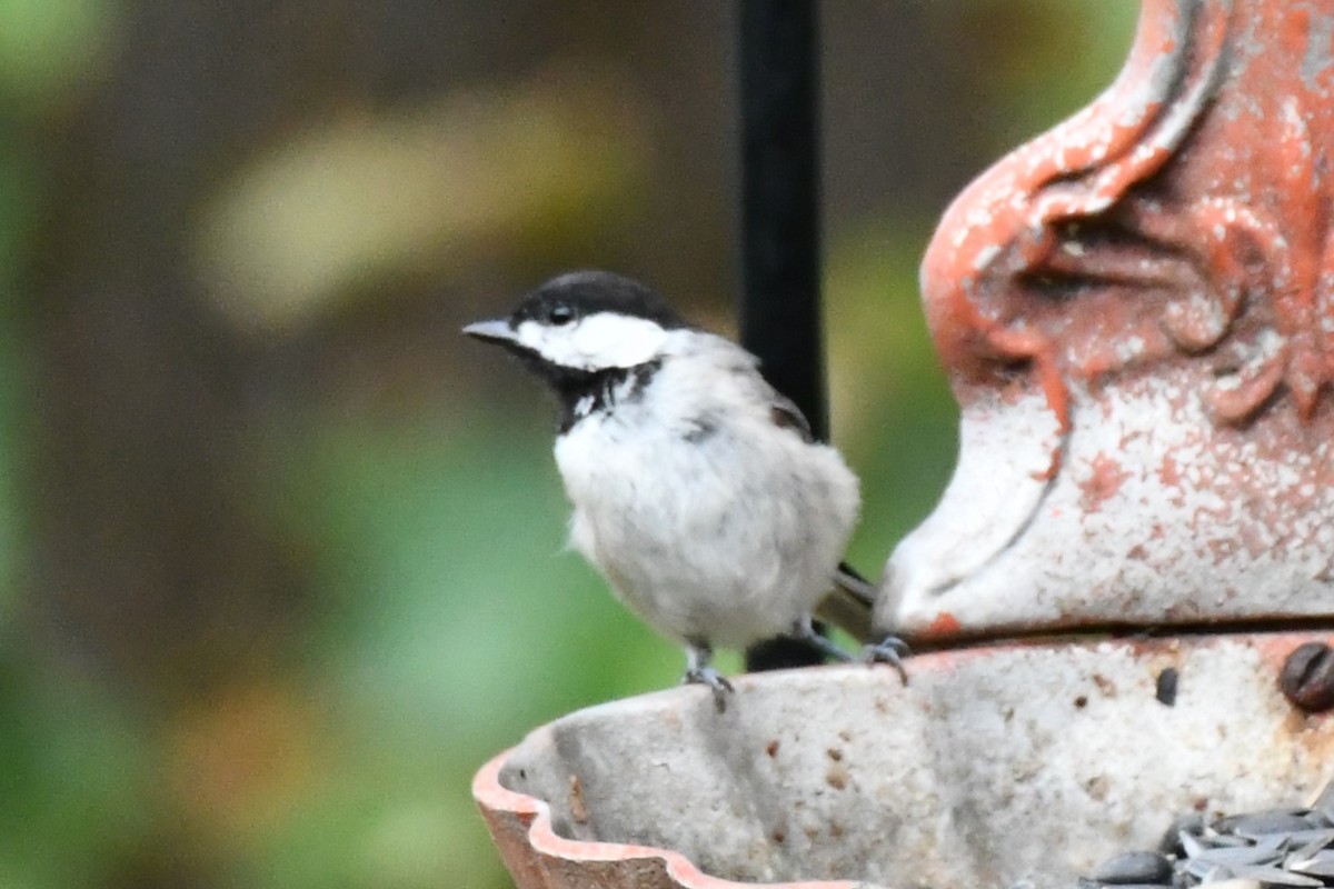 Carolina Chickadee - ML621885753