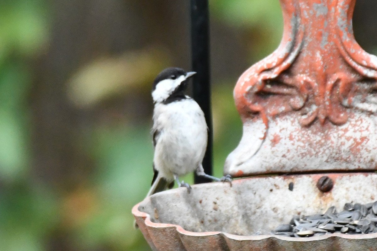 Carolina Chickadee - ML621885754