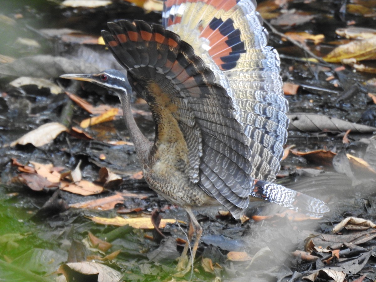 Sunbittern - ML621885755