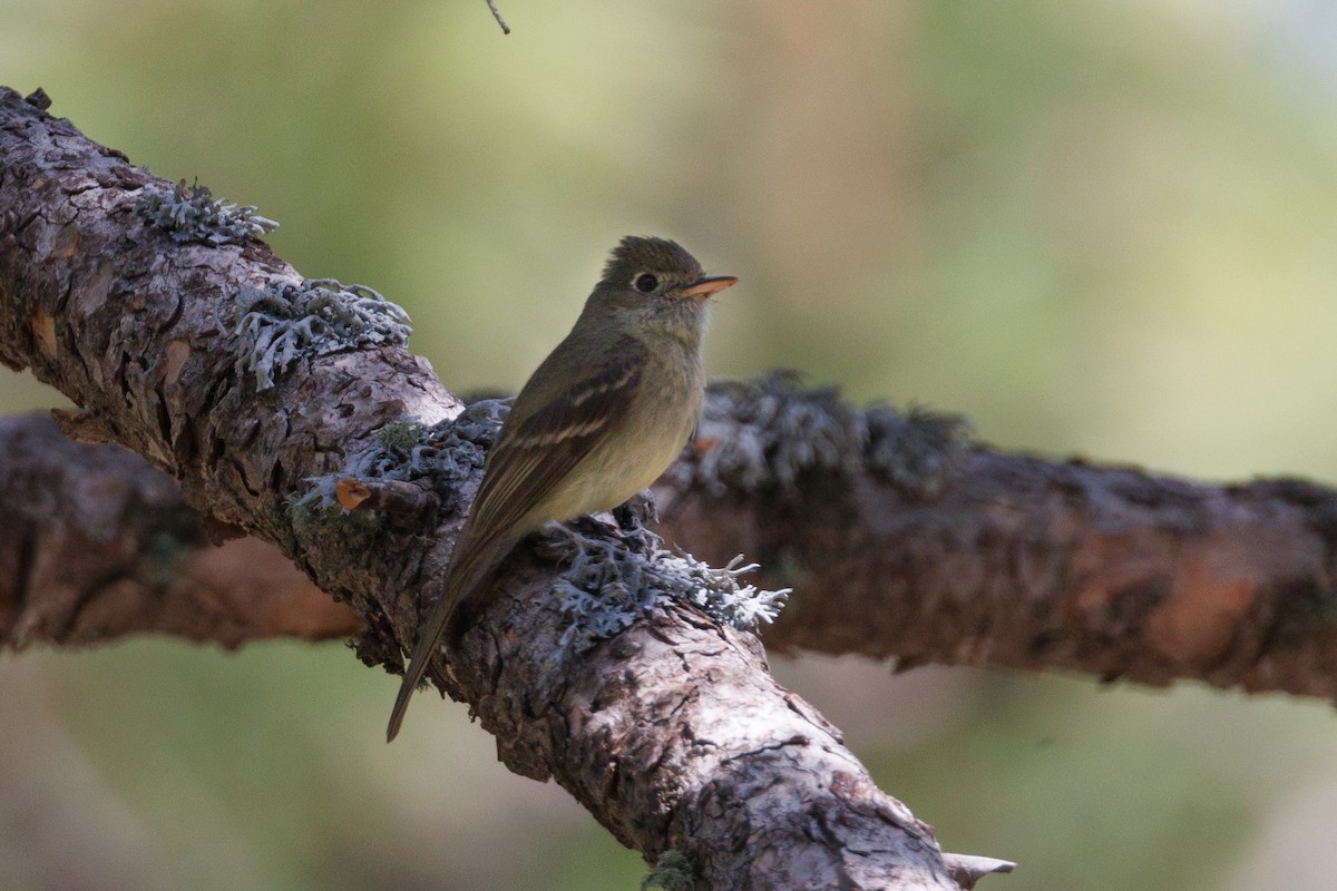 Western Flycatcher - ML621885764