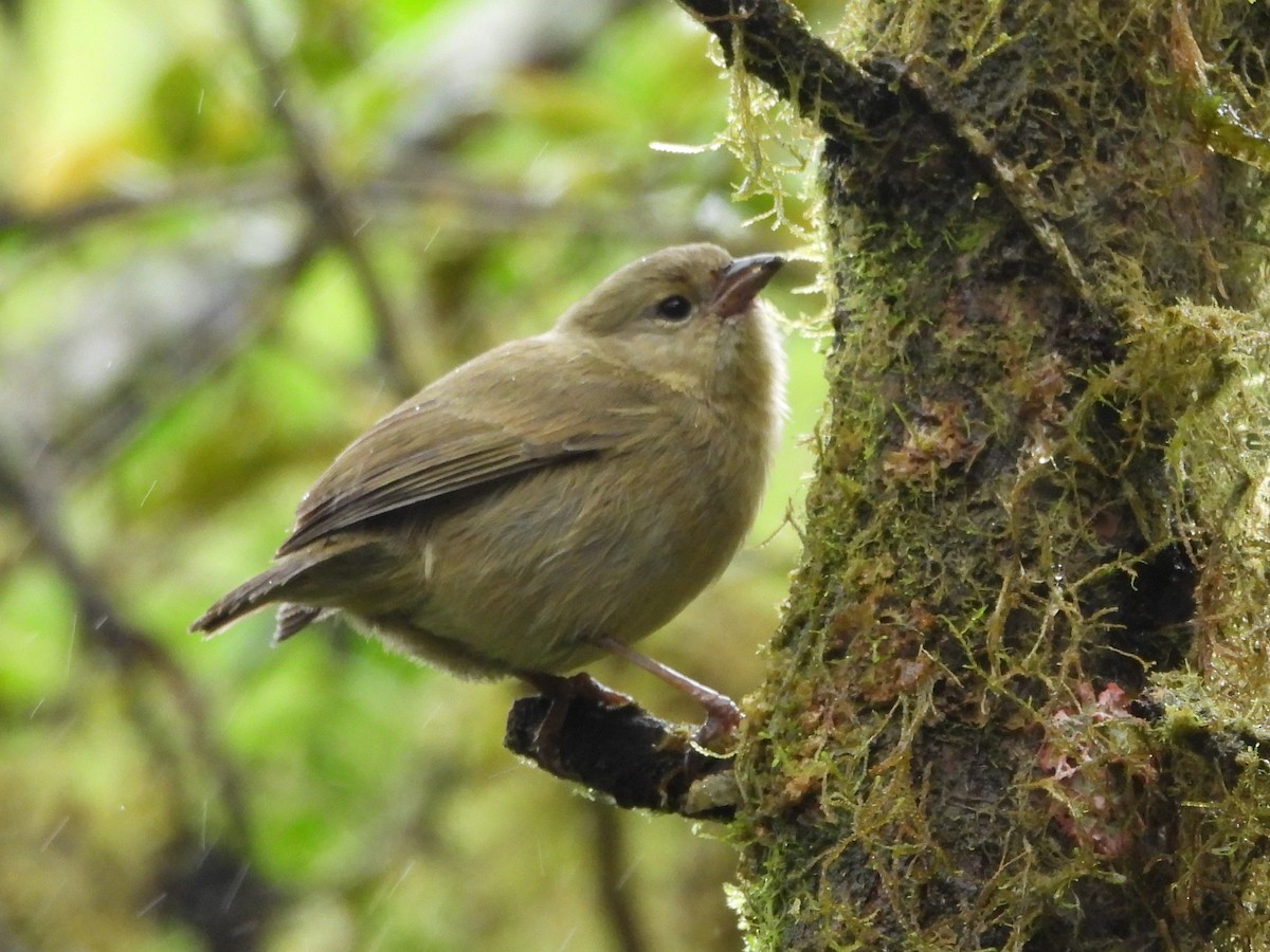 Woodpecker Finch - ML621885767