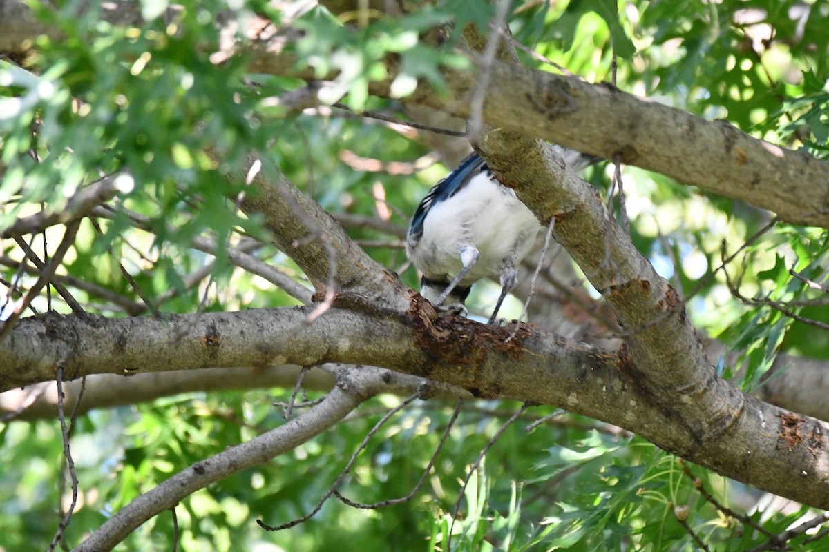 Blue Jay - ML621885770