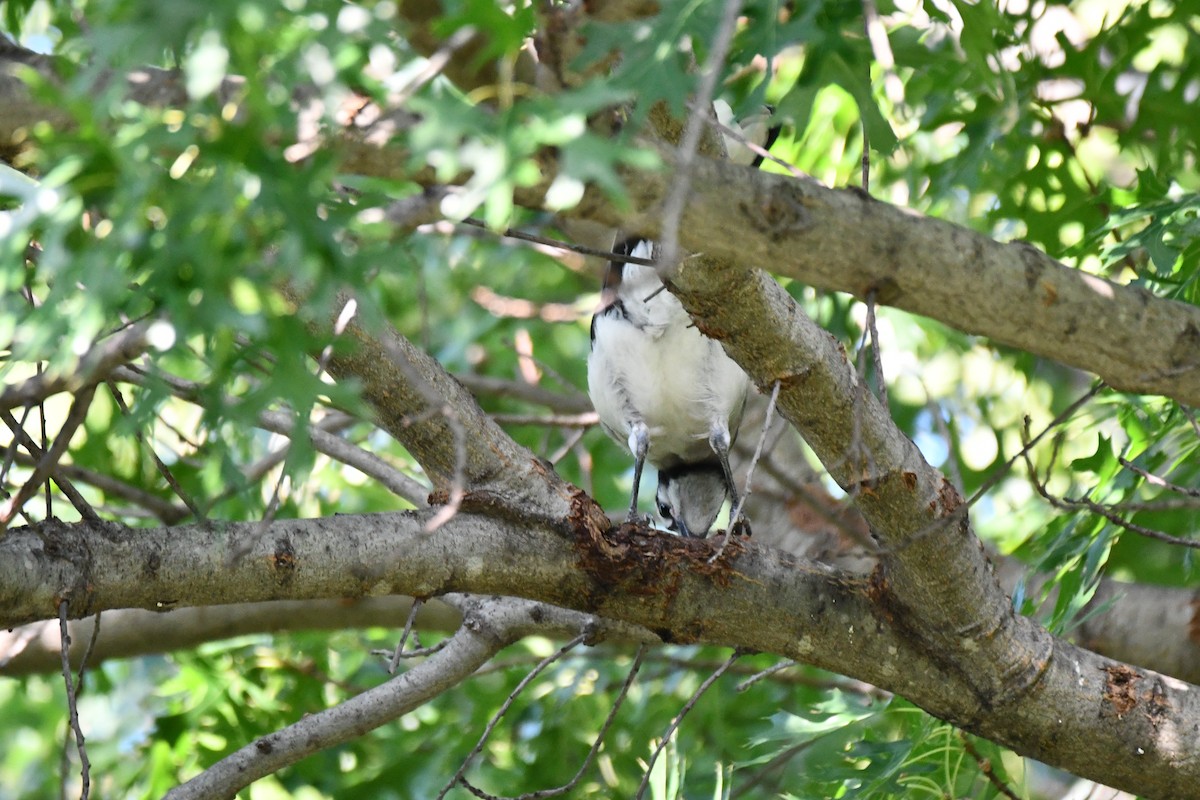 Blue Jay - ML621885771