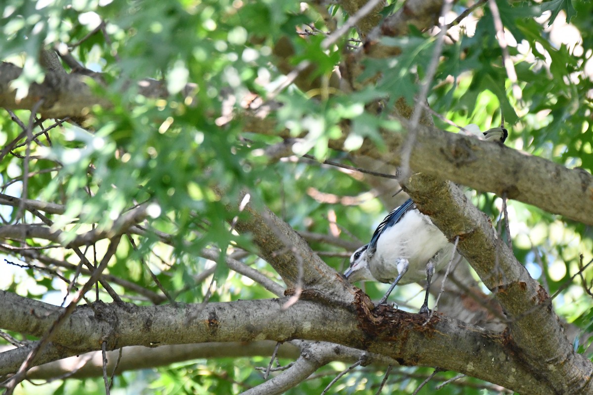 Blue Jay - ML621885772