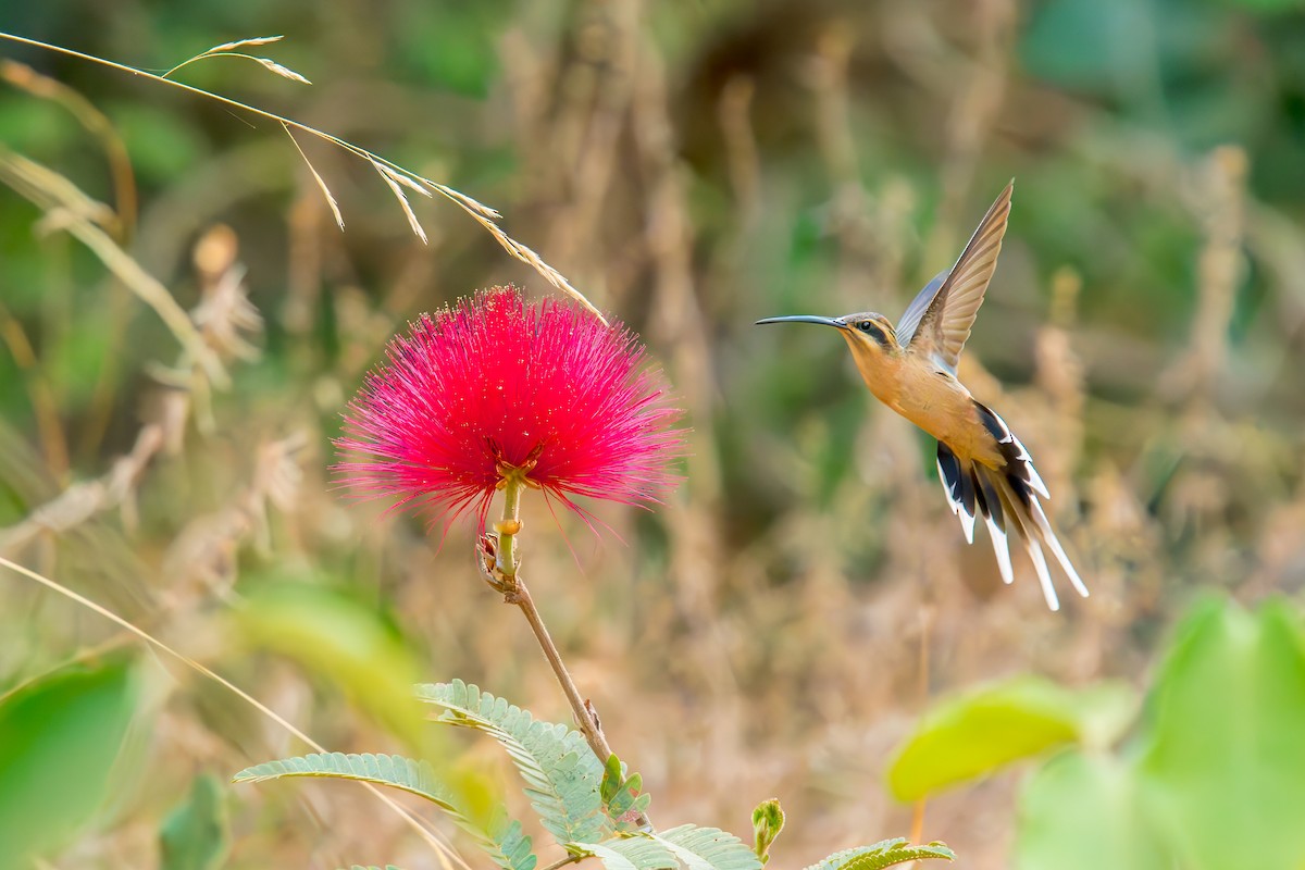 Planalto Hermit - ML621885773