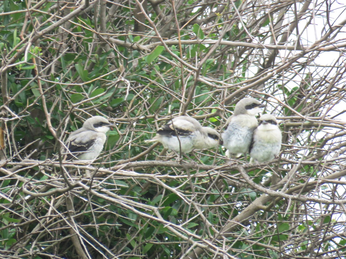 Loggerhead Shrike - ML621885774