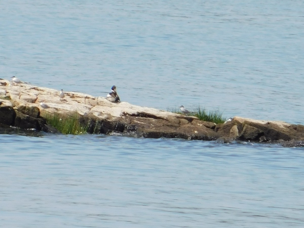 Red-breasted Merganser - ML621885775