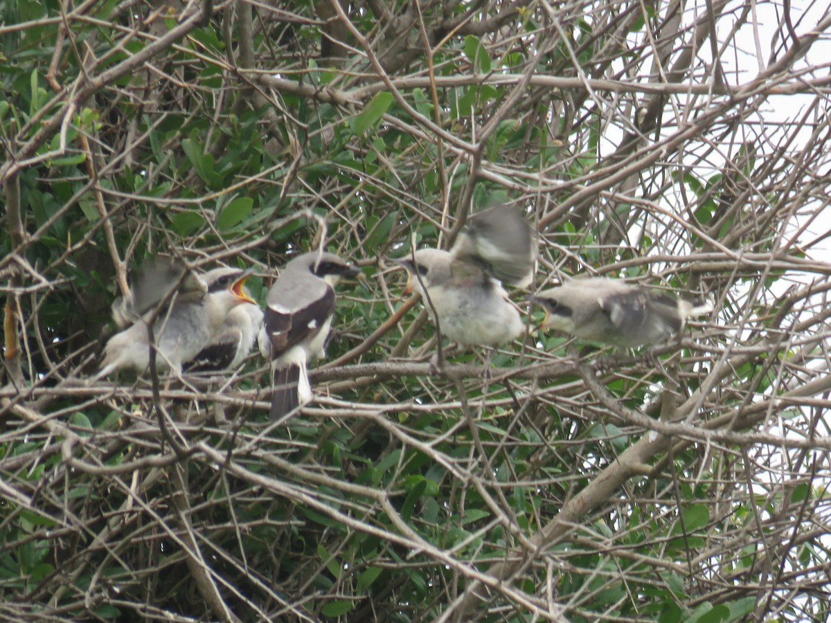 Loggerhead Shrike - ML621885777