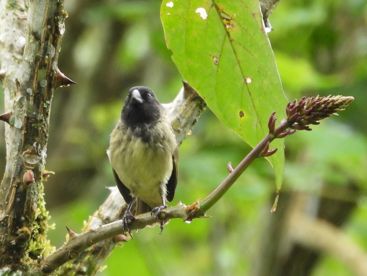 Large Tree-Finch - ML621885779