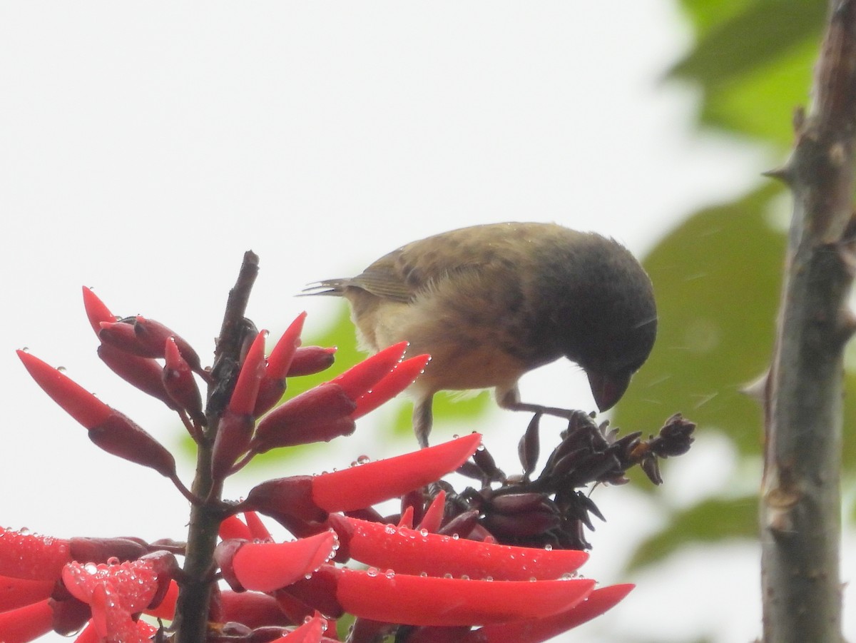 Large Tree-Finch - ML621885780