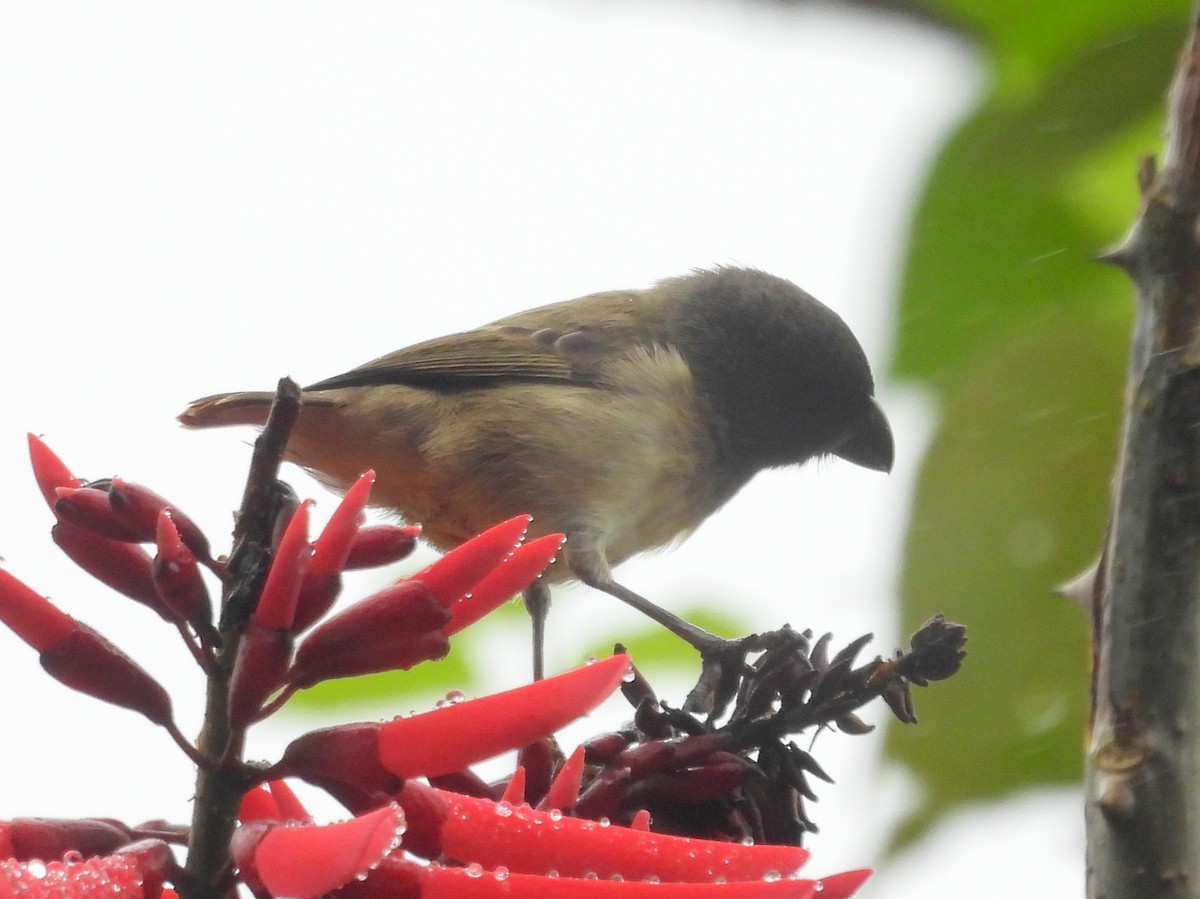 Large Tree-Finch - ML621885781