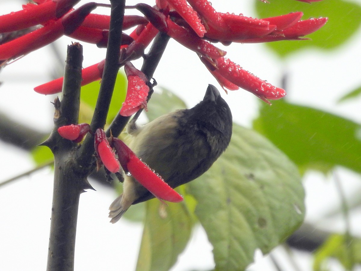 Large Tree-Finch - ML621885782