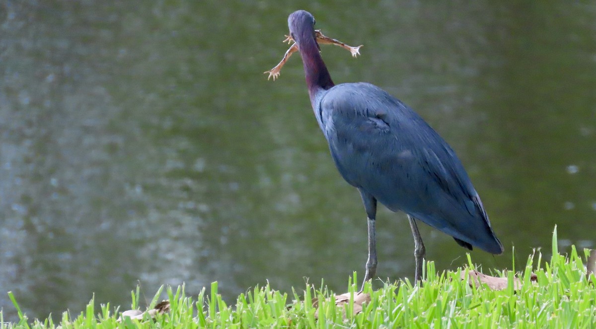 Little Blue Heron - ML621885783