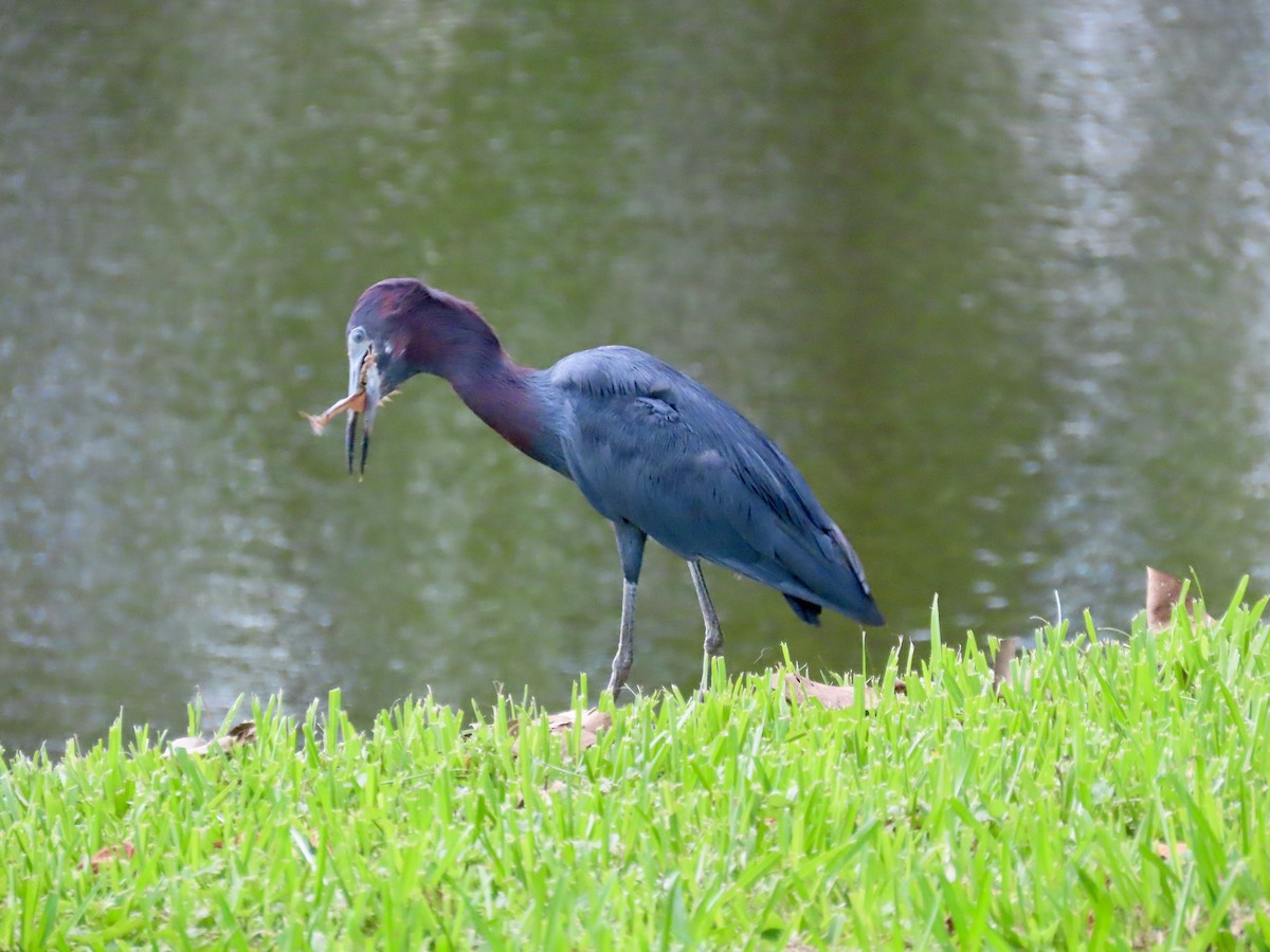 Little Blue Heron - ML621885784