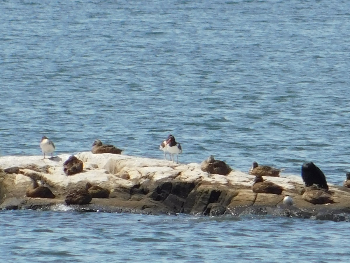 American Oystercatcher - ML621885787