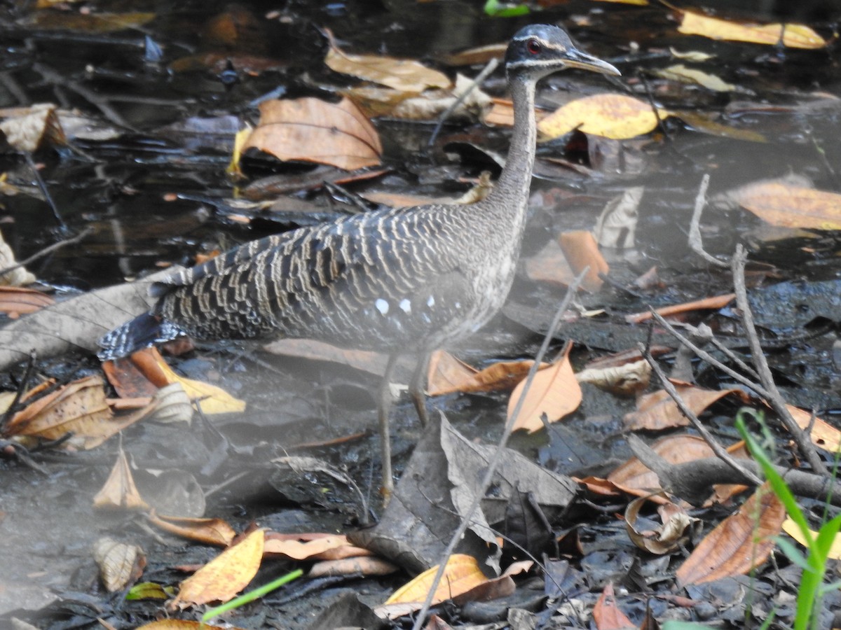 Sunbittern - ML621885788