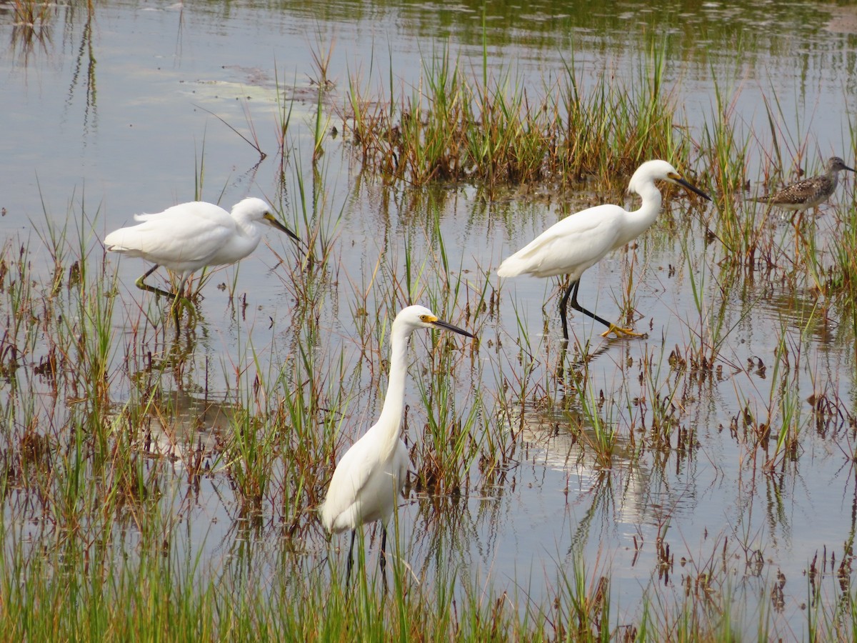 Snowy Egret - ML621885795