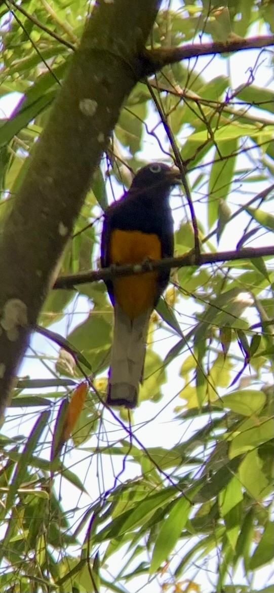 White-tailed Trogon - ML621885796