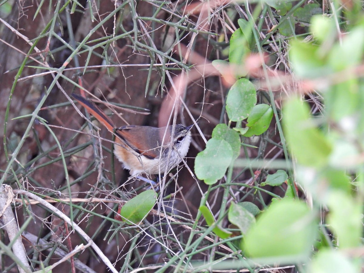 Necklaced Spinetail - ML621885798