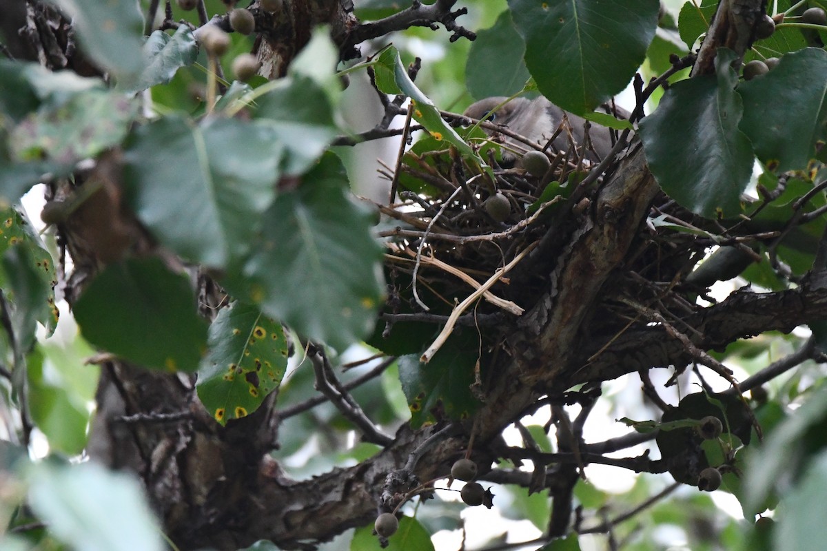 Mourning Dove - Carmen Ricer