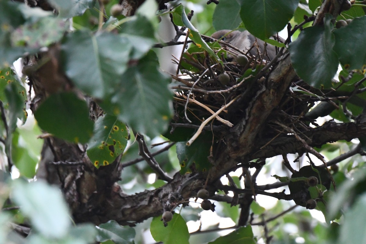 Mourning Dove - ML621885801