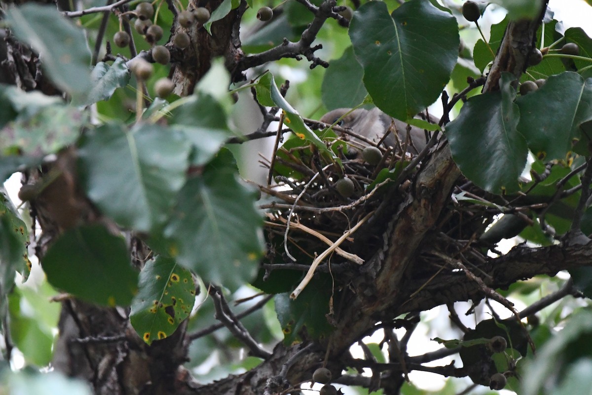 Mourning Dove - ML621885803