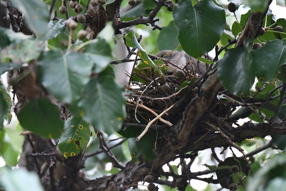 Mourning Dove - Carmen Ricer