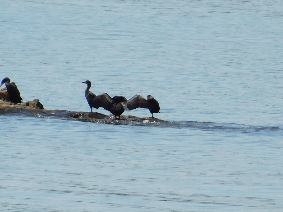 Double-crested Cormorant - ML621885806