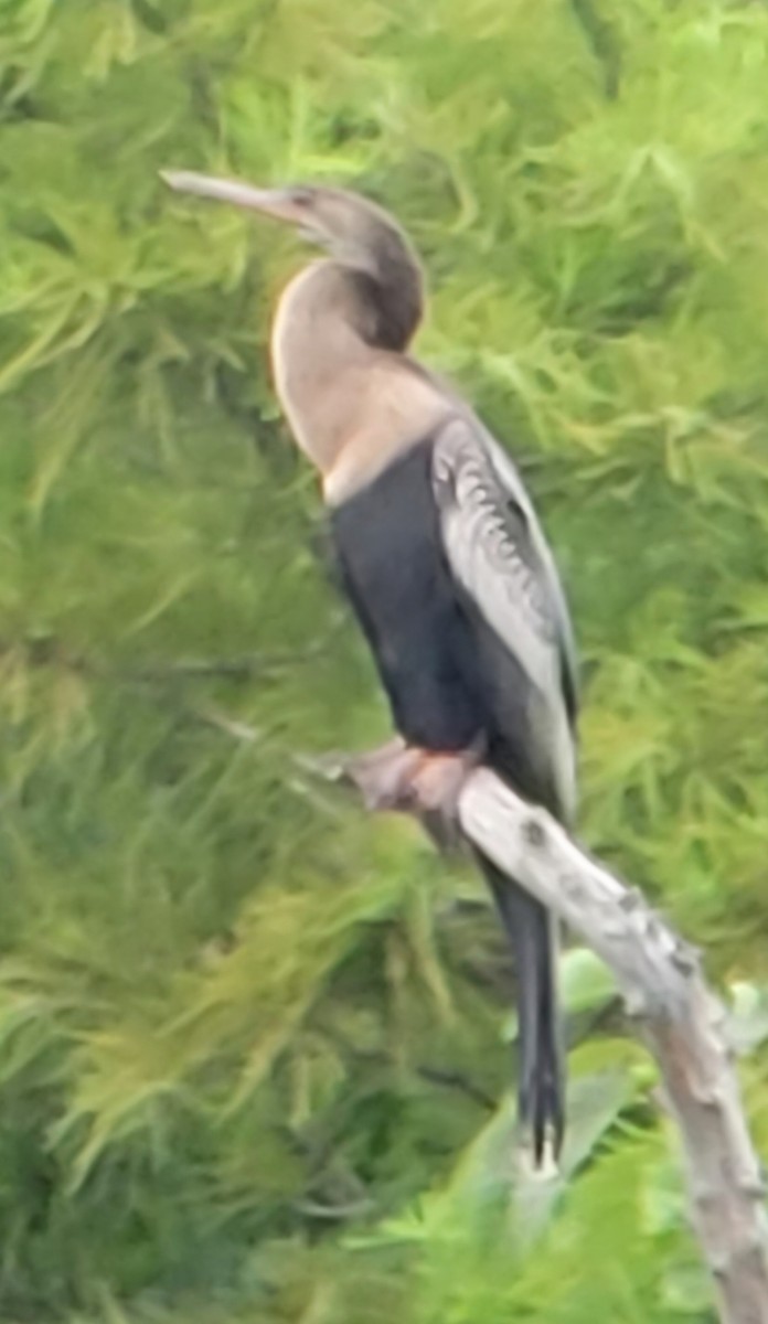 Anhinga - ML621885807