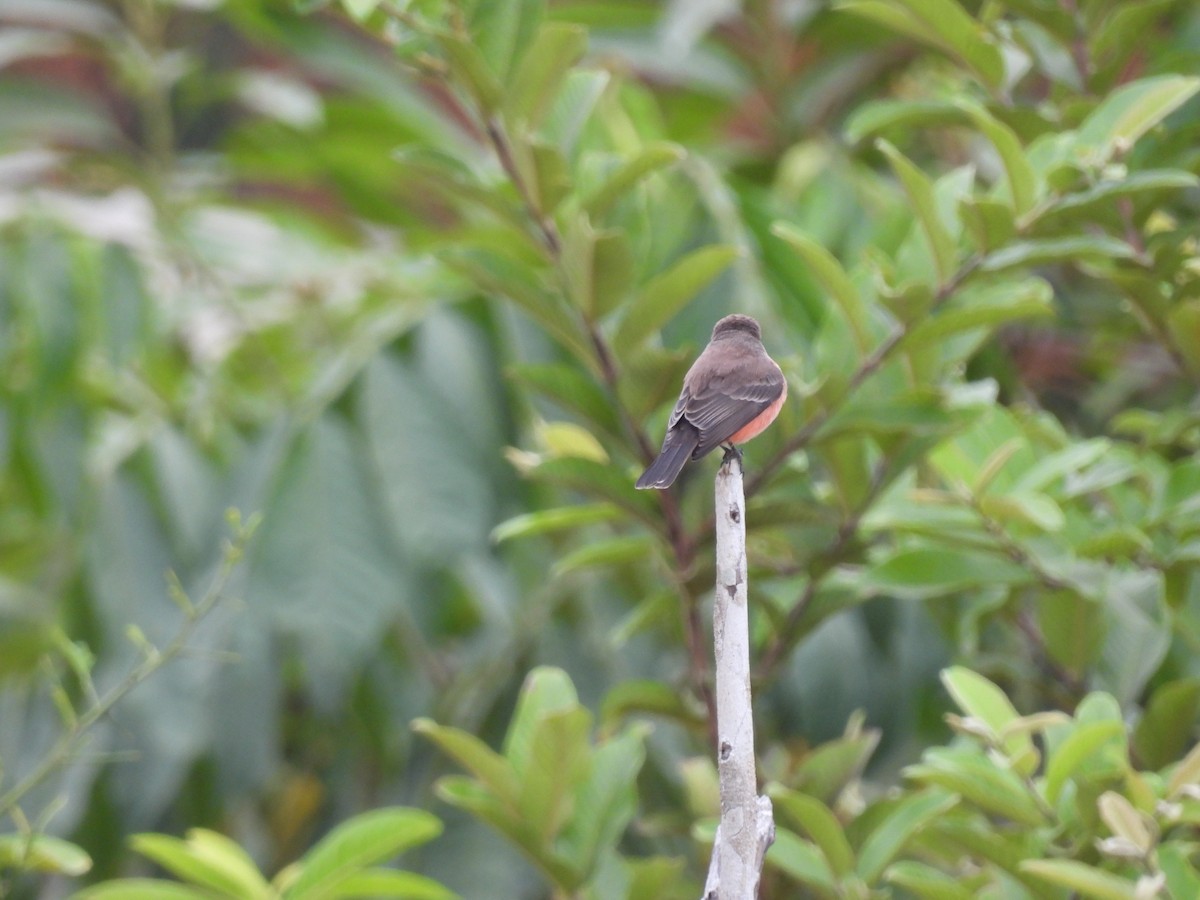 Vermilion Flycatcher - ML621885810