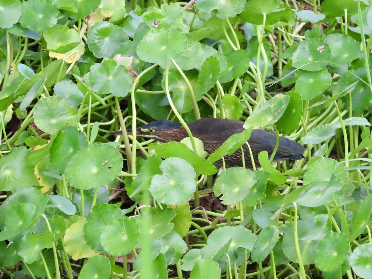 Green Heron - ML621885811