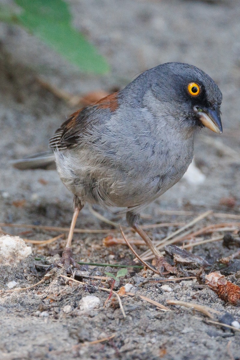 Junco aux yeux jaunes - ML621885816