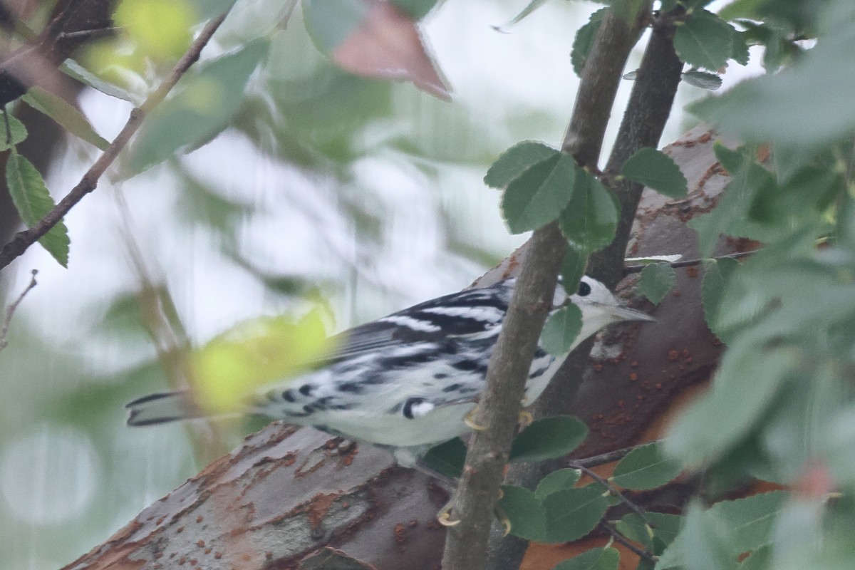 Black-and-white Warbler - ML621885818