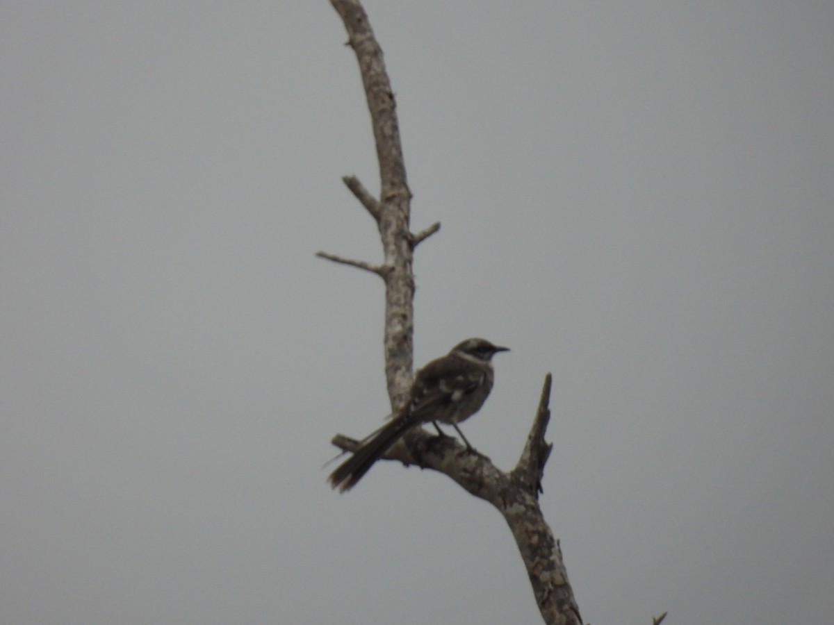 Long-tailed Mockingbird - ML621885819