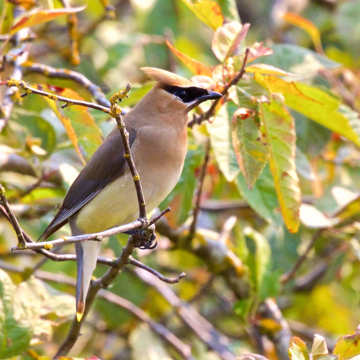 Cedar Waxwing - Ed Harper