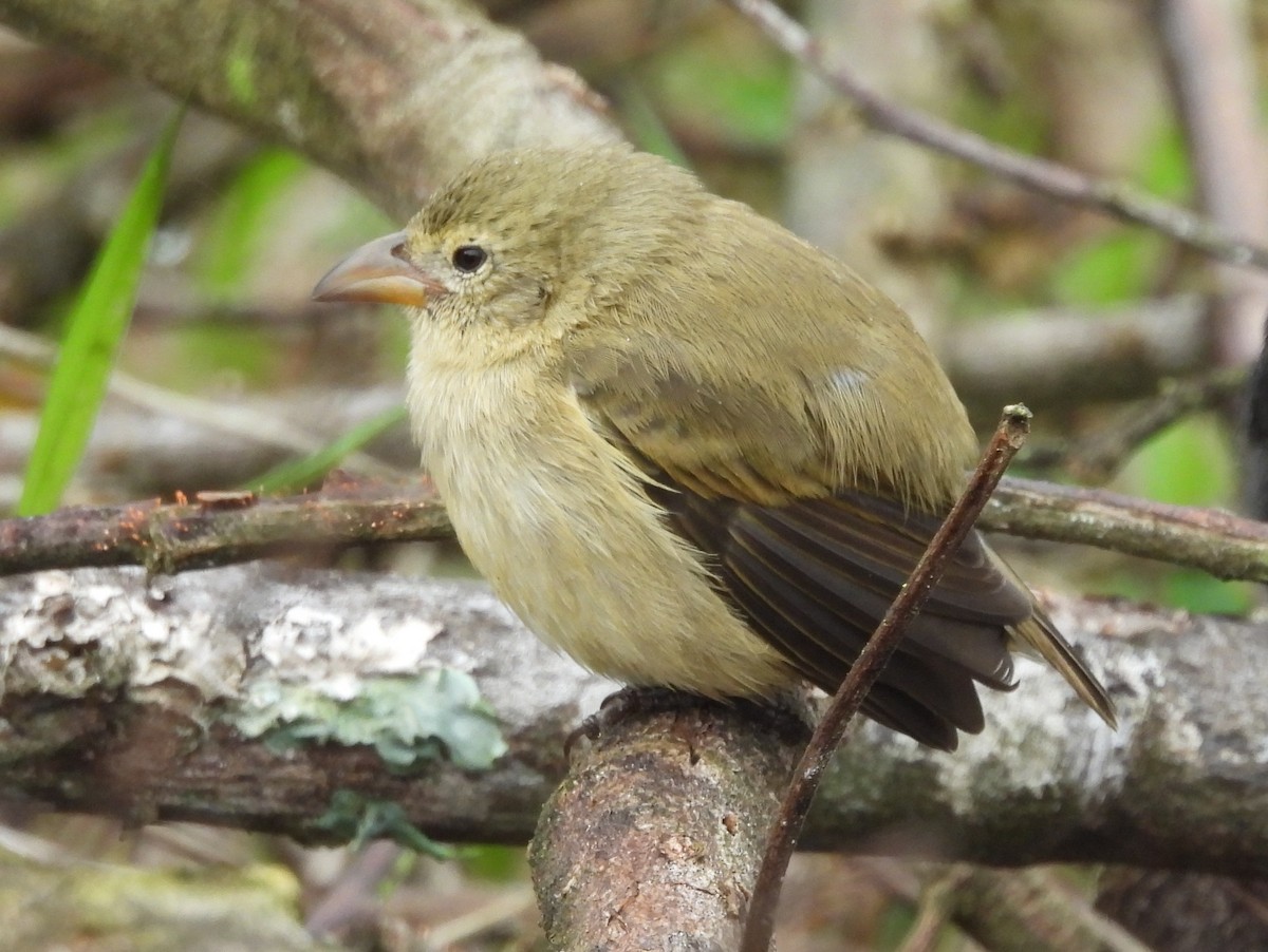 Woodpecker Finch - ML621885821