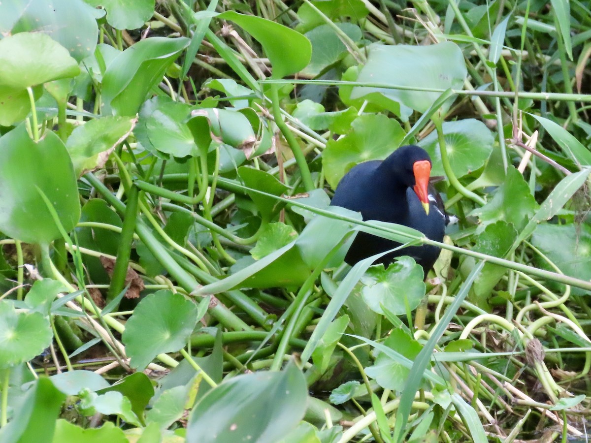 Common Gallinule - ML621885822