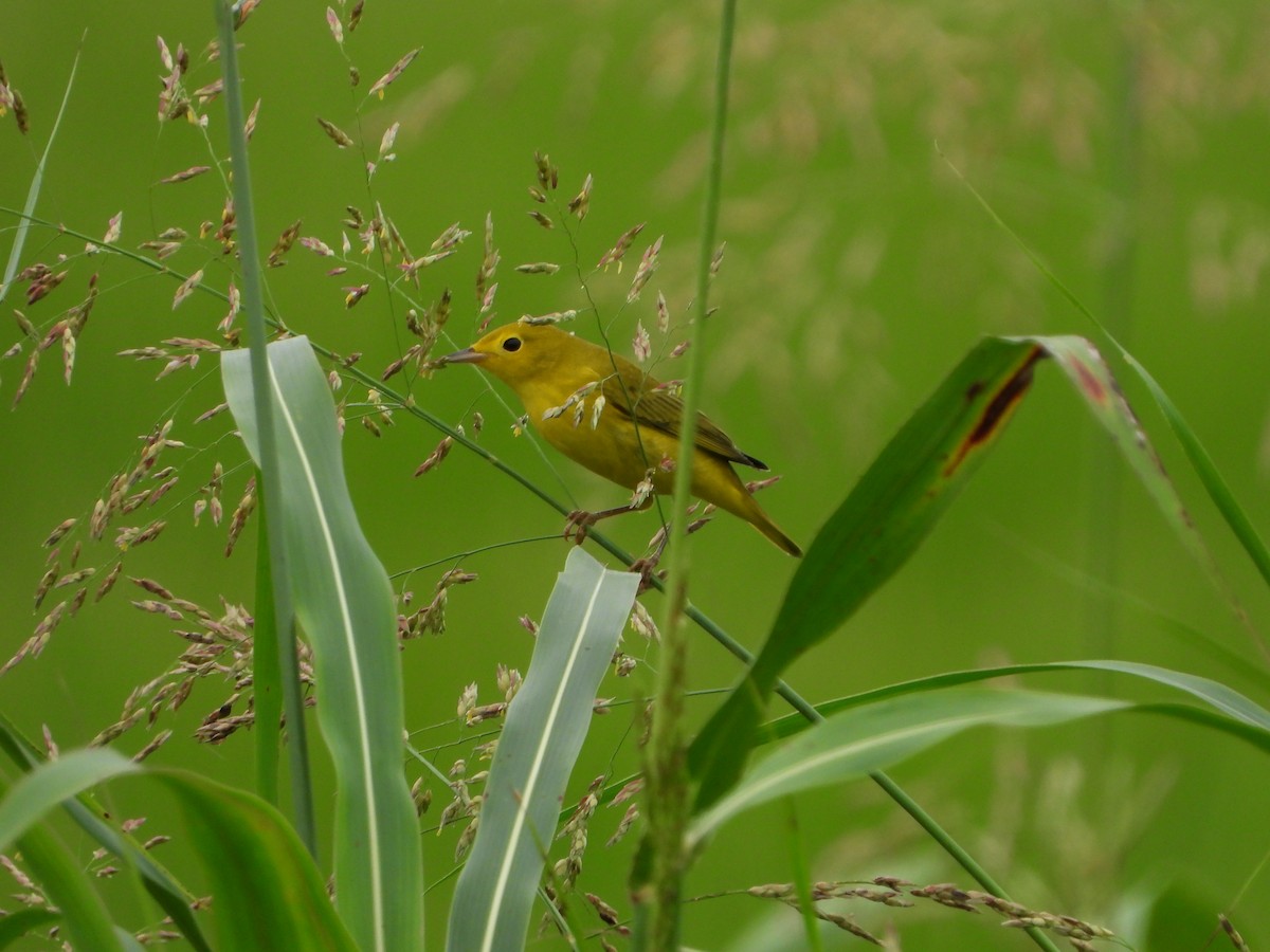 Yellow Warbler - ML621885823