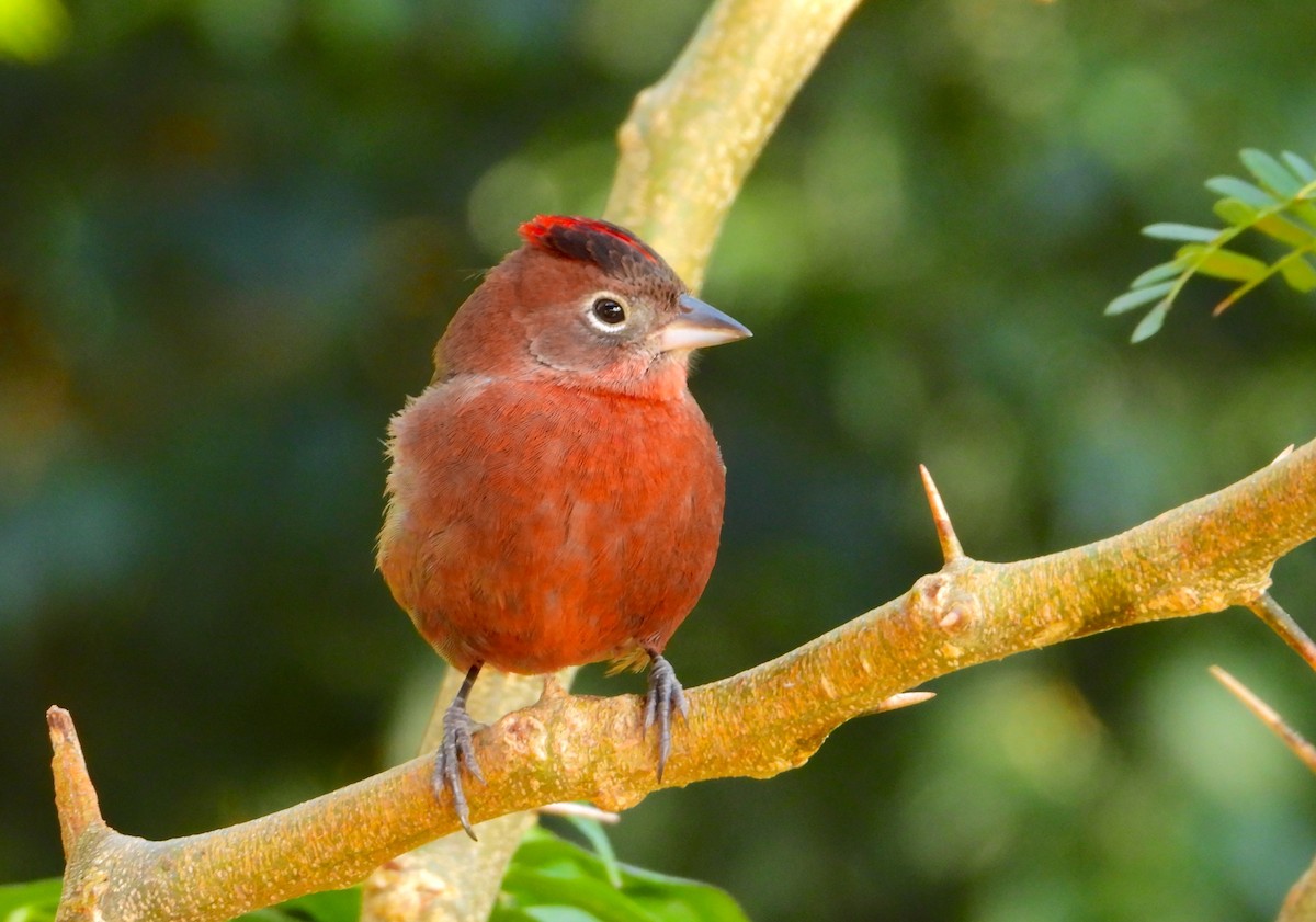 Red-crested Finch - ML621885824