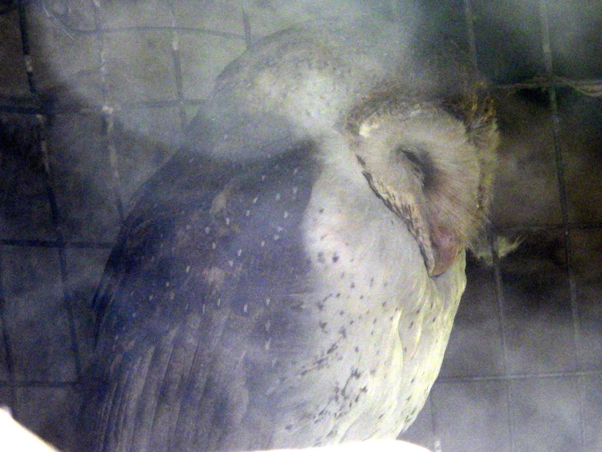 Barn Owl (Galapagos) - ML621885825