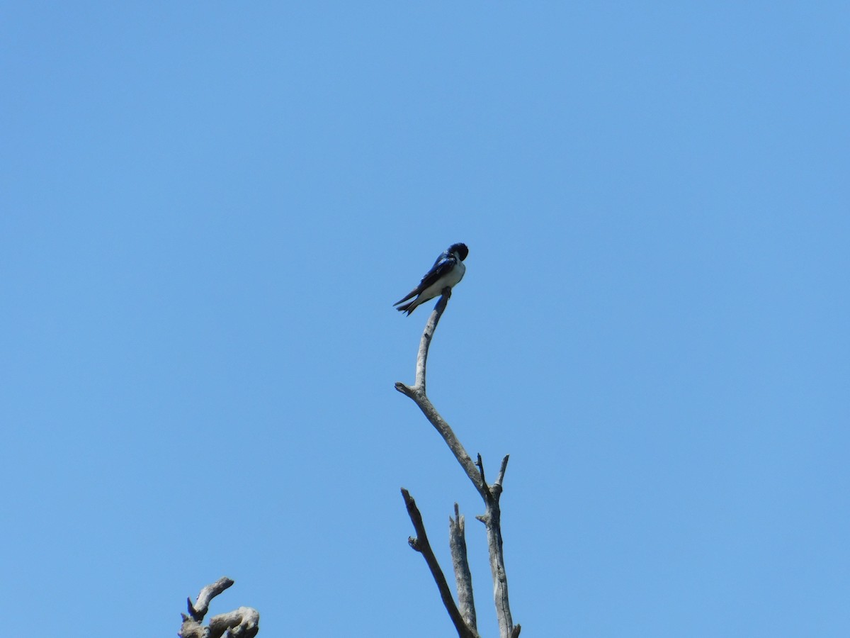 Tree Swallow - ML621885826