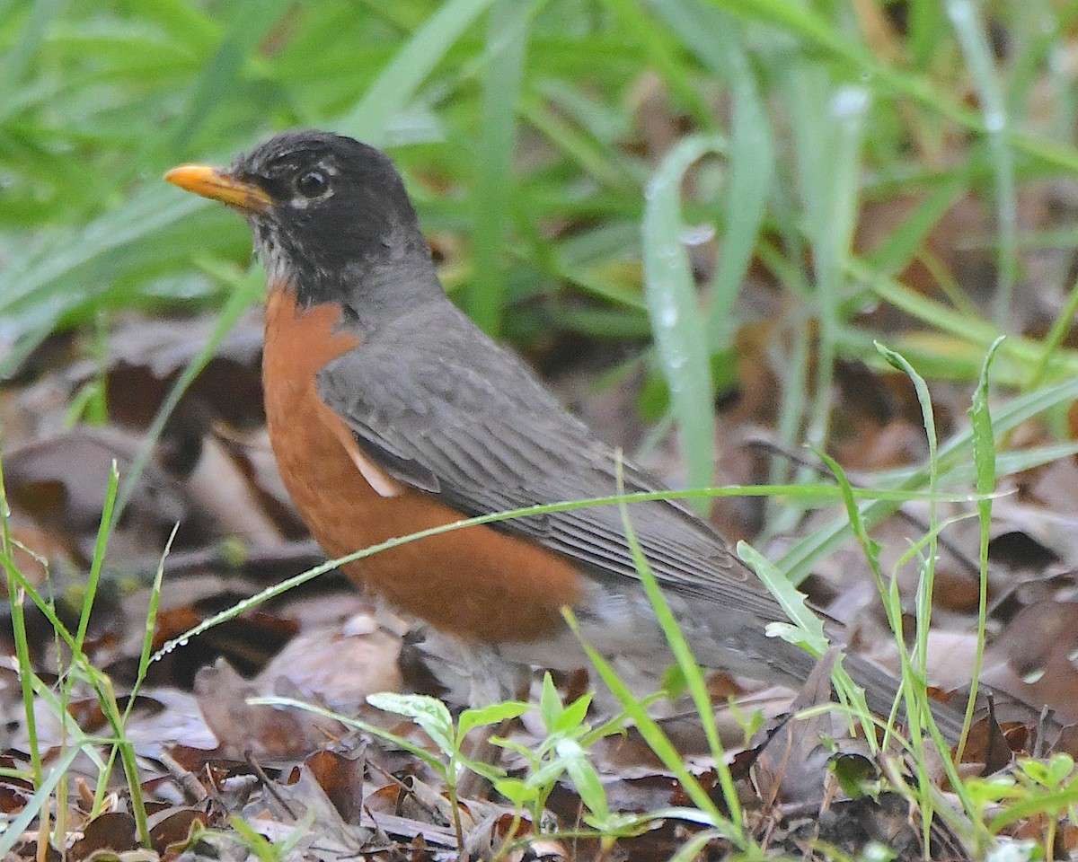 American Robin - ML621885828