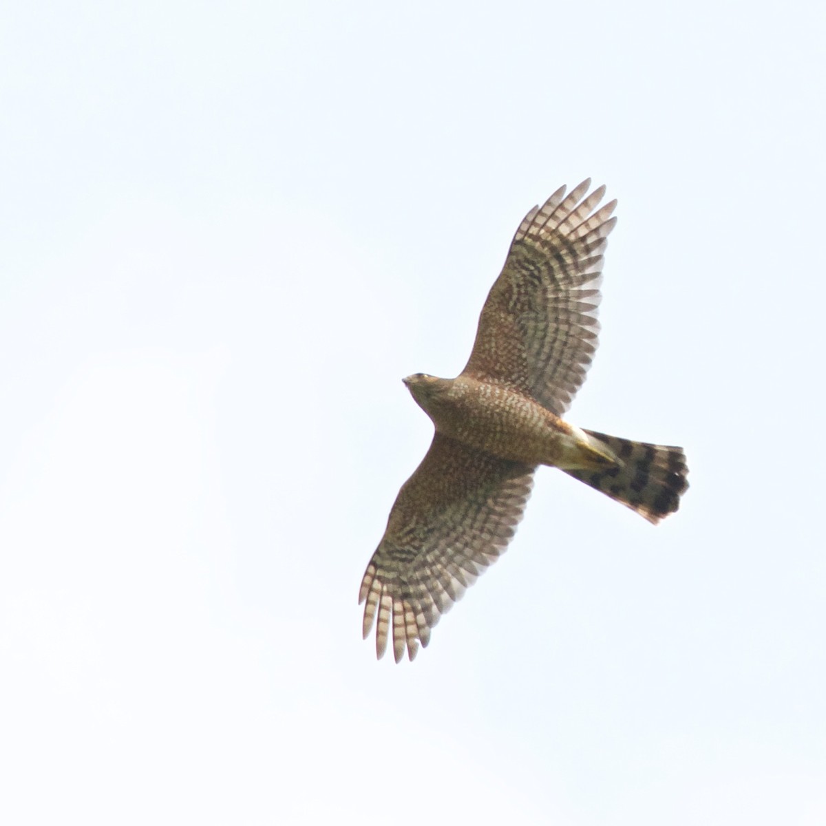 Cooper's Hawk - ML621885830