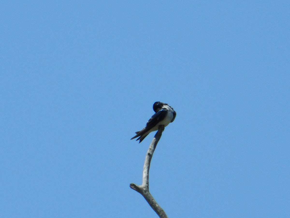 Tree Swallow - ML621885831