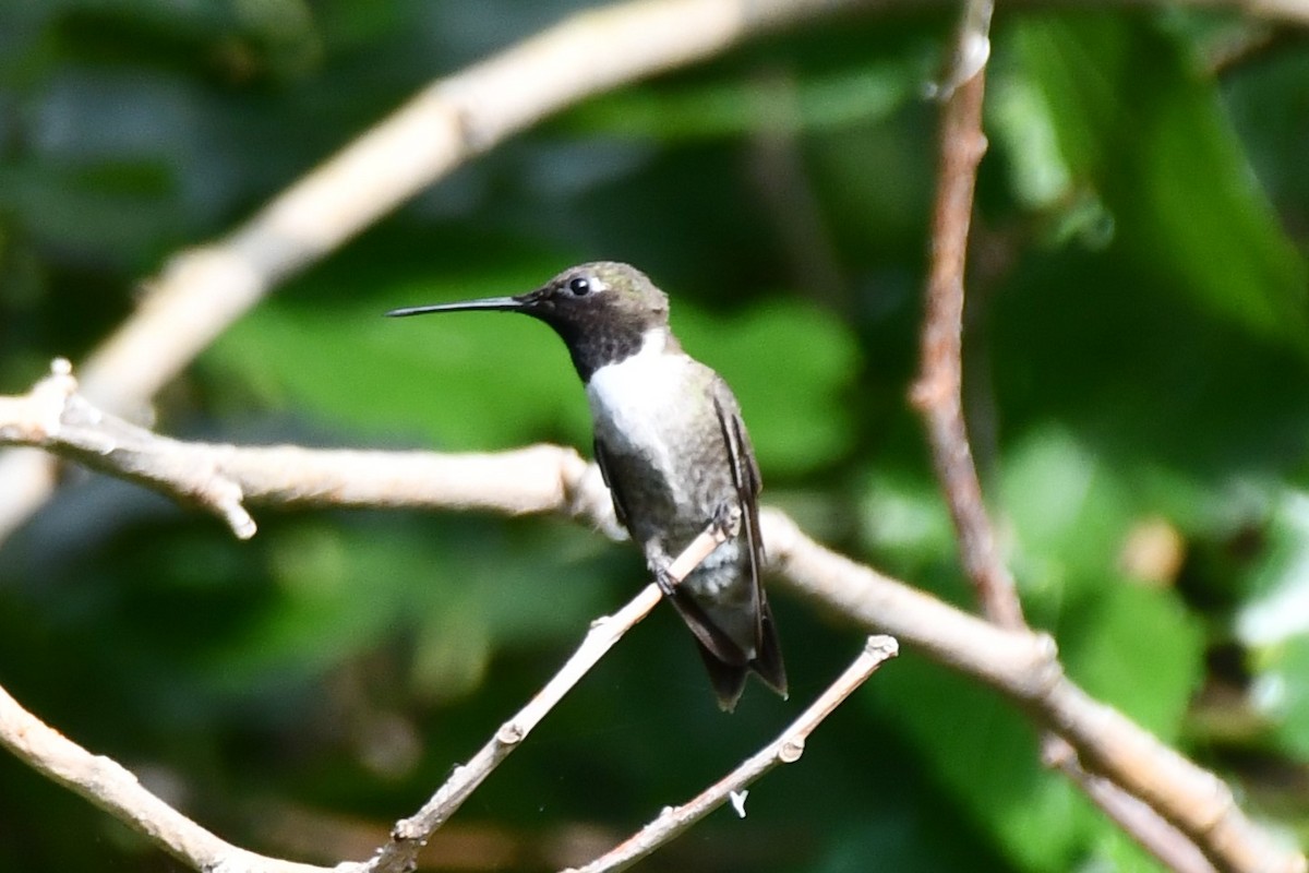 Black-chinned Hummingbird - ML621885833