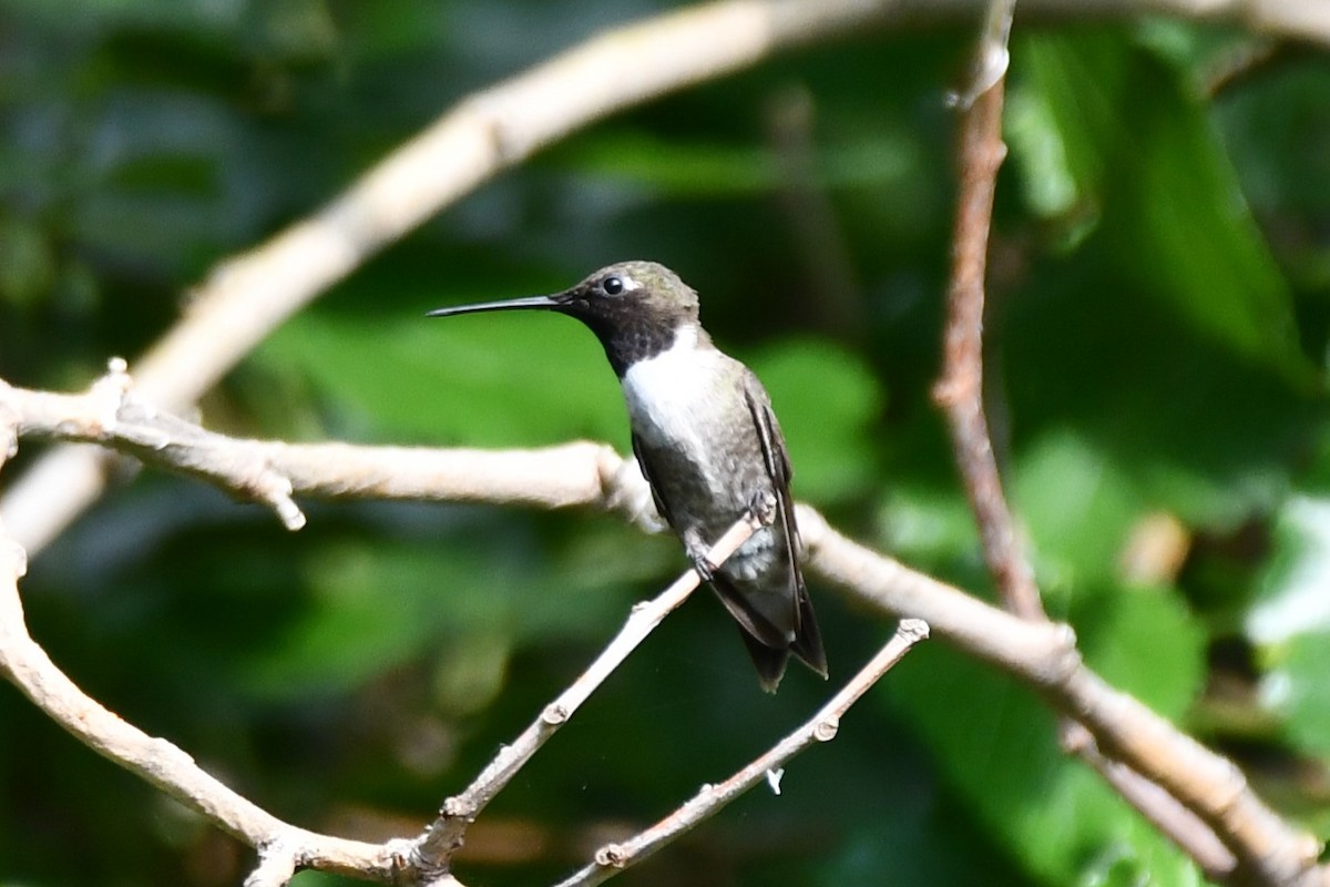 Black-chinned Hummingbird - ML621885834